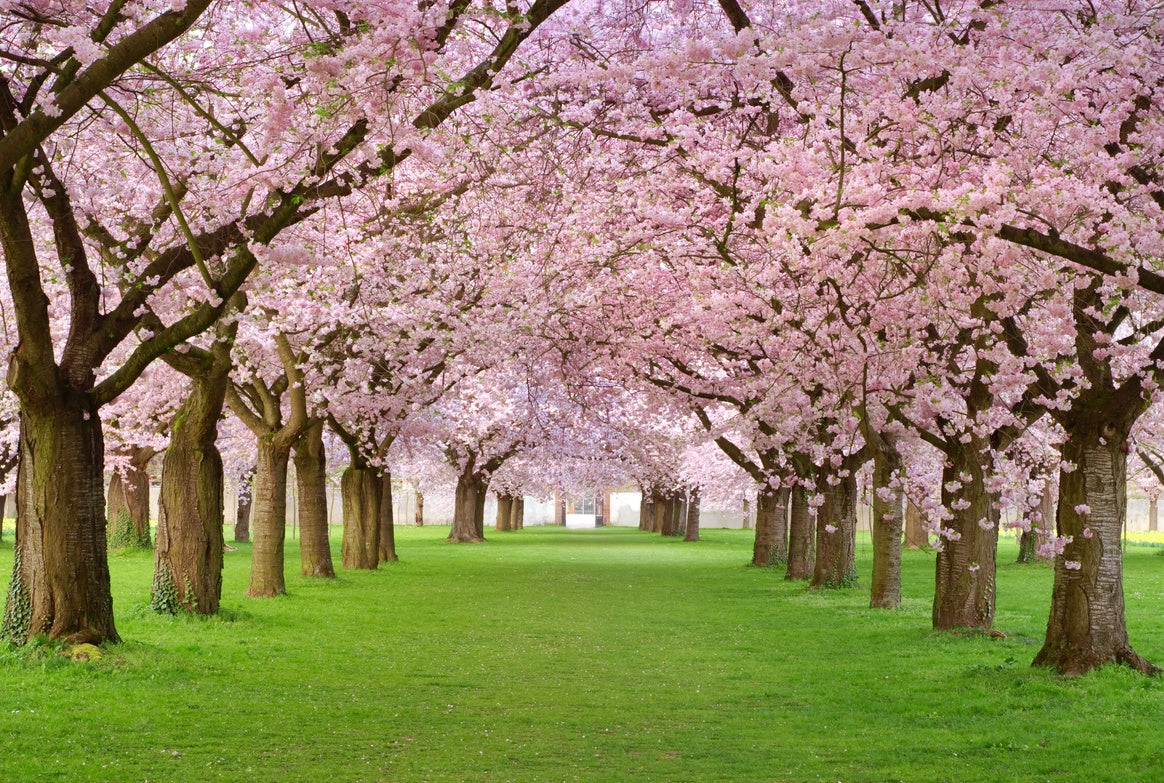Blossom-Up Journal – A Self-Care Companion e-book