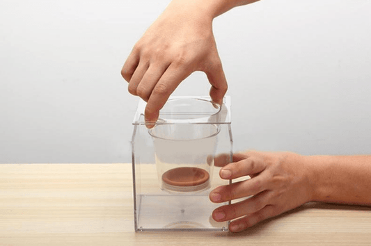 Self-Watering Transparent Flowerpot: The Sustainable Solution For Home Gardening