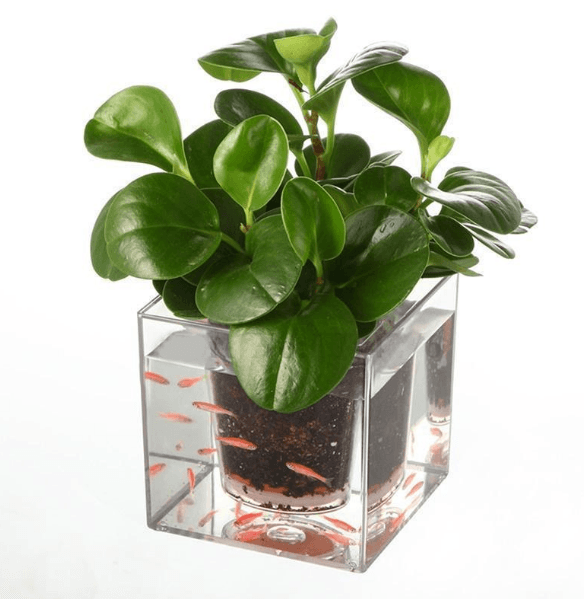 Self-Watering Transparent Flowerpot: The Sustainable Solution For Home Gardening